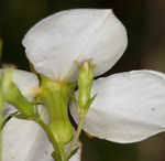 White meadowbeauty